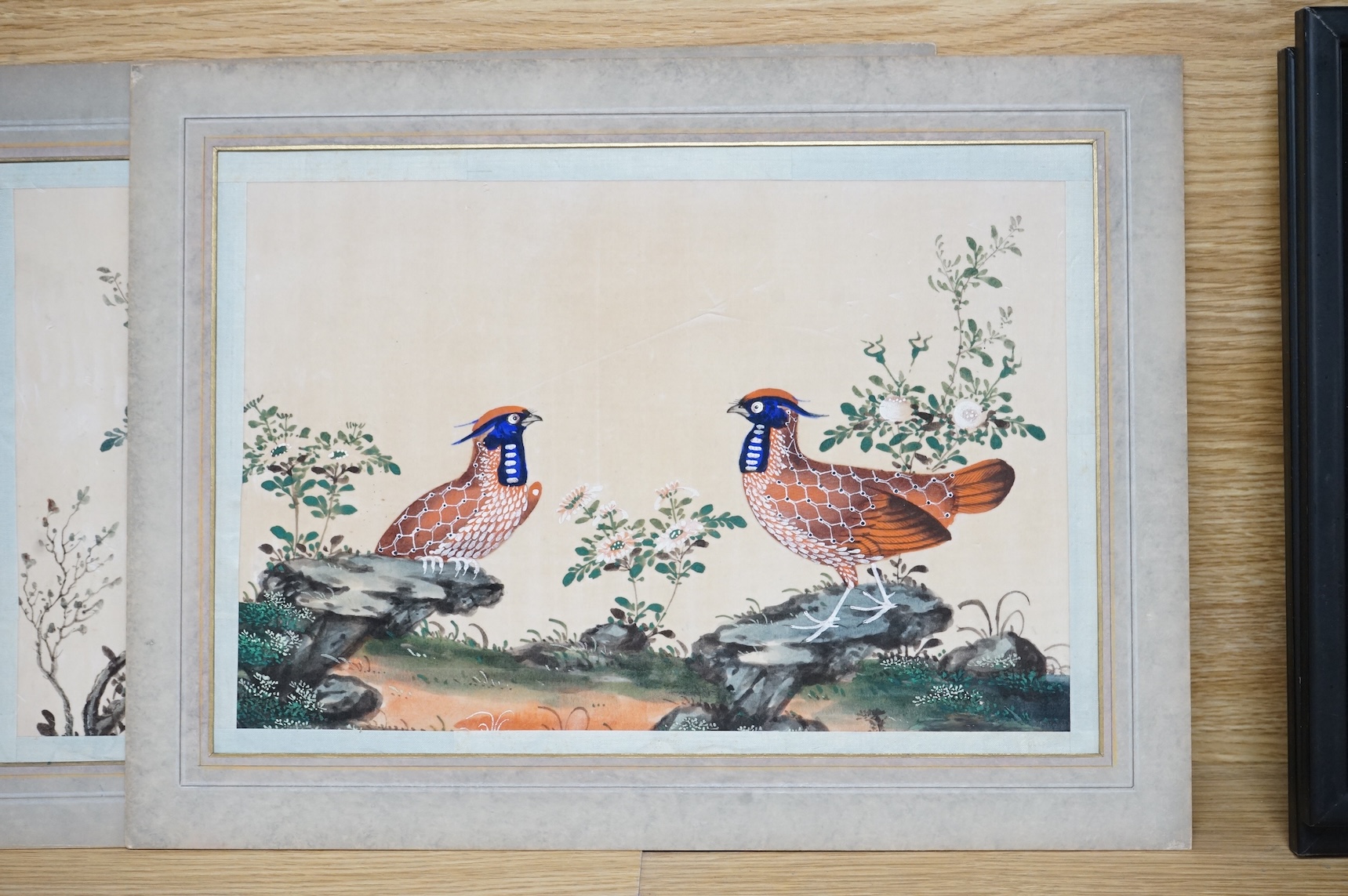 Chinese School, Birds of paradise, pair of pith paper paintings, mounted, 19 x 28cm, unframed